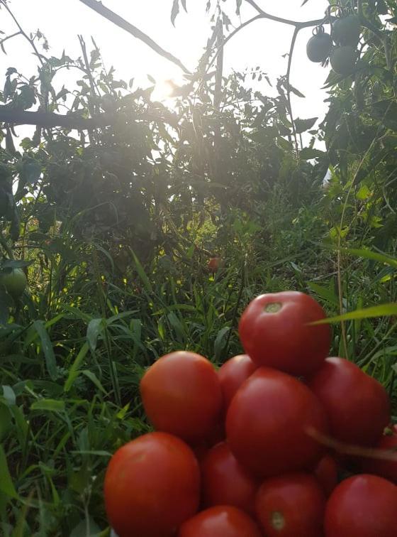 Appartamenti Camere Masi Brenta Rovereto  Exteriör bild